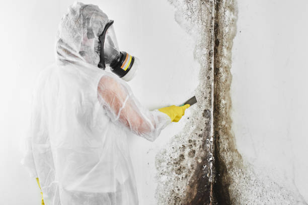 Office Mold Removal Services in Combes, TX