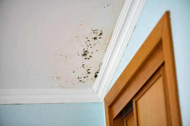 Best Office Mold Removal Services  in Combes, TX