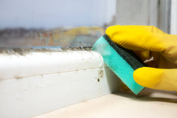 Best Emergency Mold Removal  in Combes, TX