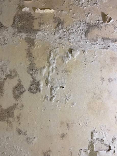 Best Office Mold Removal Services  in Combes, TX