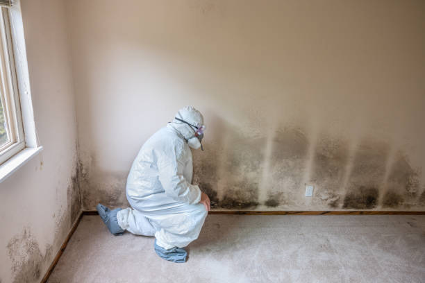 Best Mold Removal Company Near Me  in Combes, TX