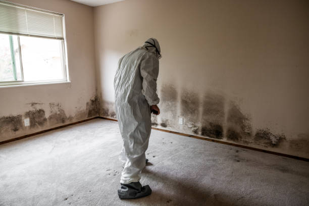 Mold Removal and Inspection in Combes, TX