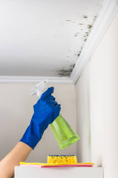 Best Commercial Mold Removal  in Combes, TX